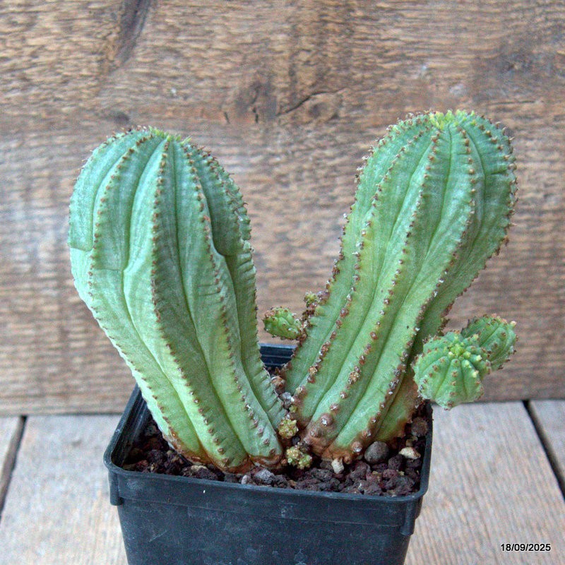 D6492 EUPHORBIA INFAUSTA pot9-H13-W14 cm MaMa Cactus