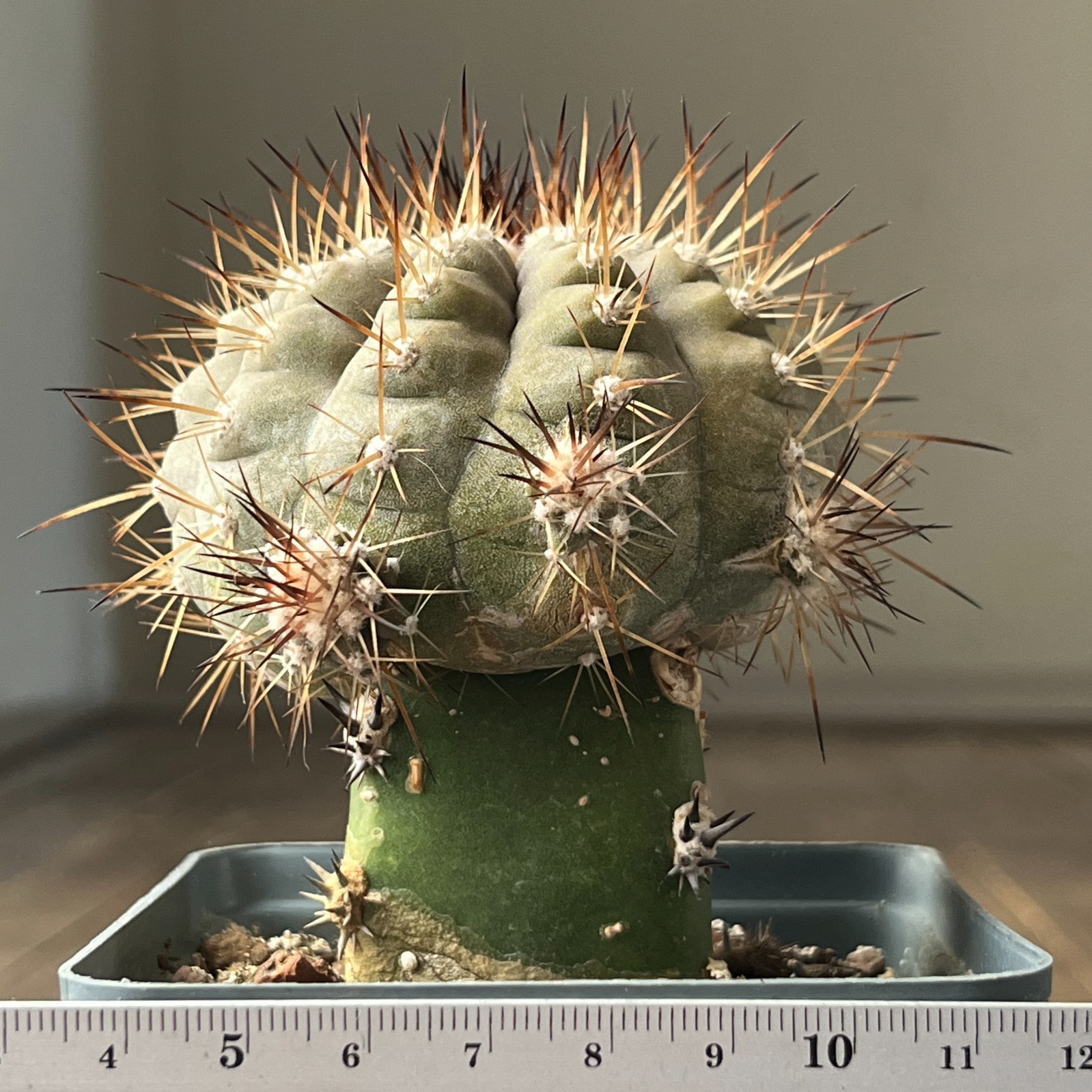 A41-1370 Copiapoa cinerea v. albispina, KBC979, Q. San Ramon, Ant, grafted