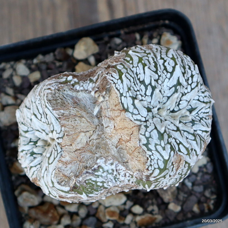 A4878 ASTROPHYTUM SUPERKABUTO “V” TYPE GRAFT pot9-H8-W8 cm MaMa Cactus