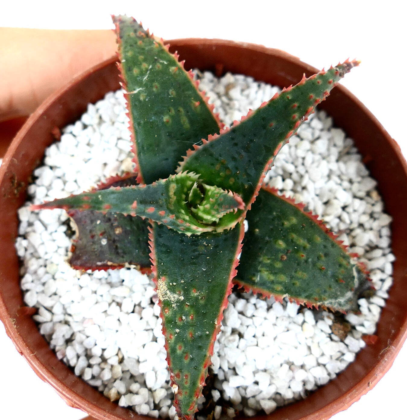 Aloe cv ‘Christmas Carol’ DARK GREEN ex Kelly Griffin – NO VARIEGATED AGAVE