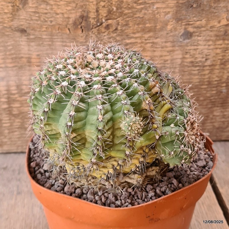 D5915 GYMNOCALYCIUM BALDIANUM pot14-H12-W13 cm MaMa Cactus