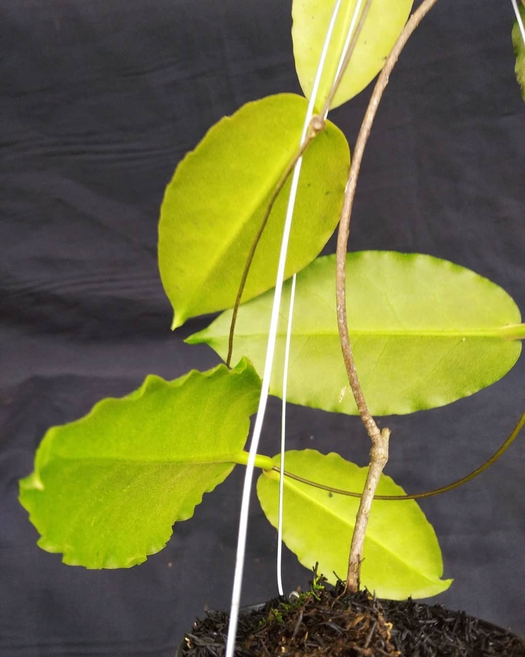 Hoya Versteegii Sp Papua Rare Tropical Wax Plant