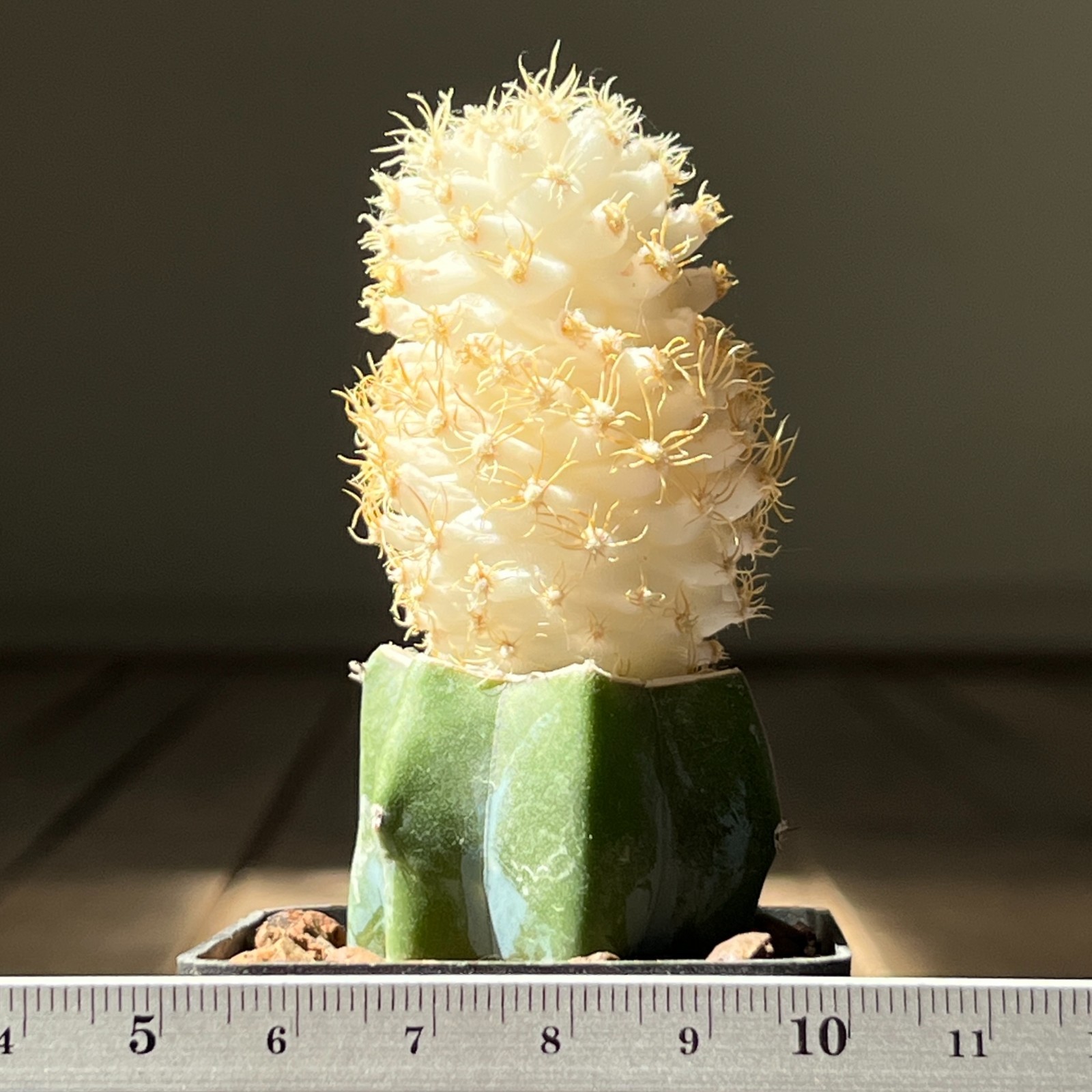 A30-248 Thelocactus bicolor v. bolonsis f. variegata, grafted