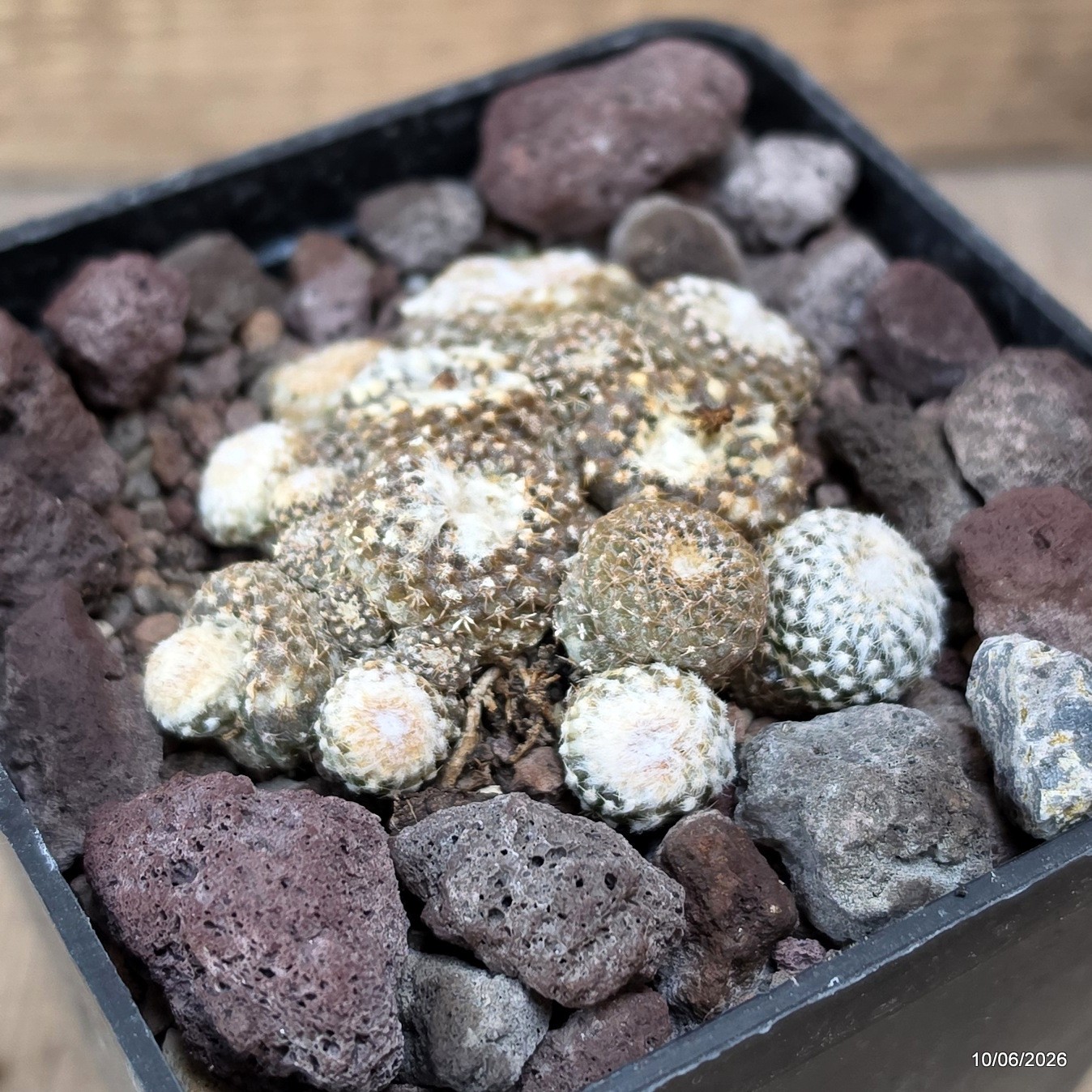 D3380 COPIAPOA LAUII pot10-H3-W7 cm MaMa Cactus