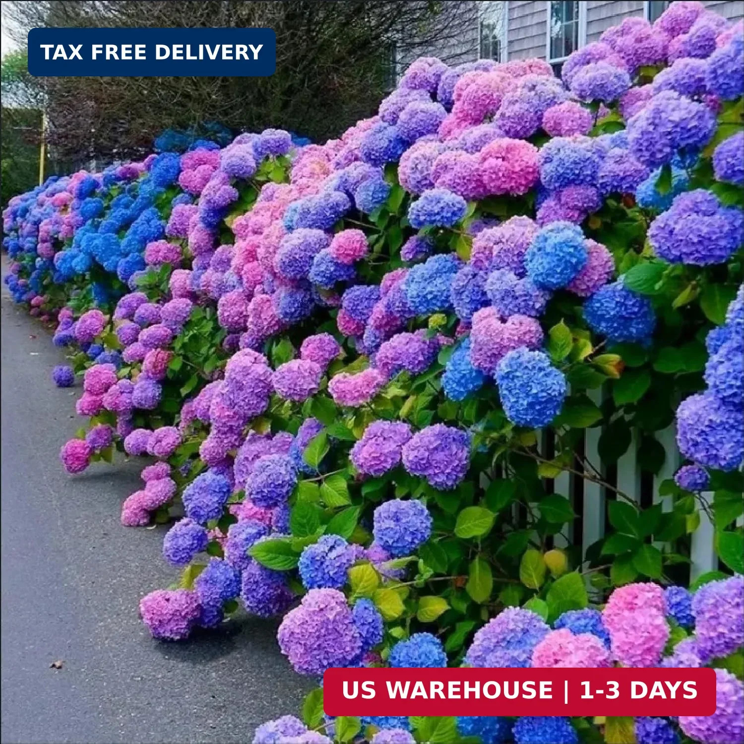 30pcs Blue Pink Purple Hydrangea Seeds – Stunning and Resilient Perennial Flower
