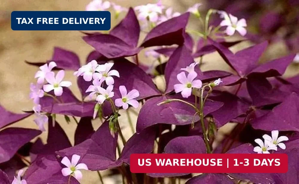 12PCS Purple Shamrocks Bulbs Good Luck Plant Purple Oxalis Bulbs for Planting Gr