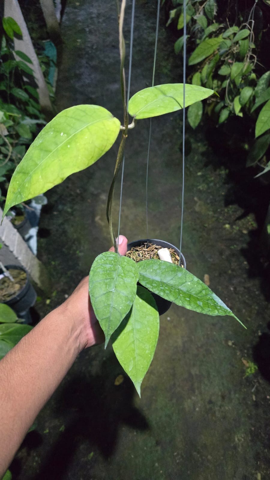 Real Picture Hoya Sp Aceh Rikit Musara Rare Plant