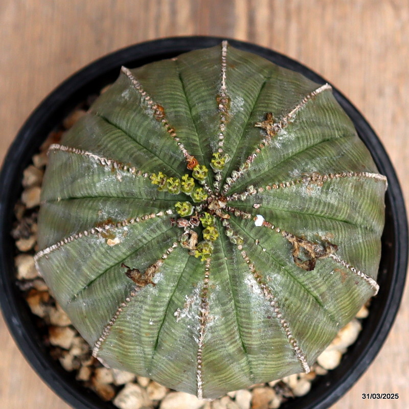 D1579 EUPHORBIA OBESA ARROW VERY OLD pot 12 cm H 9 cm W 9 cm MaMa Cactus