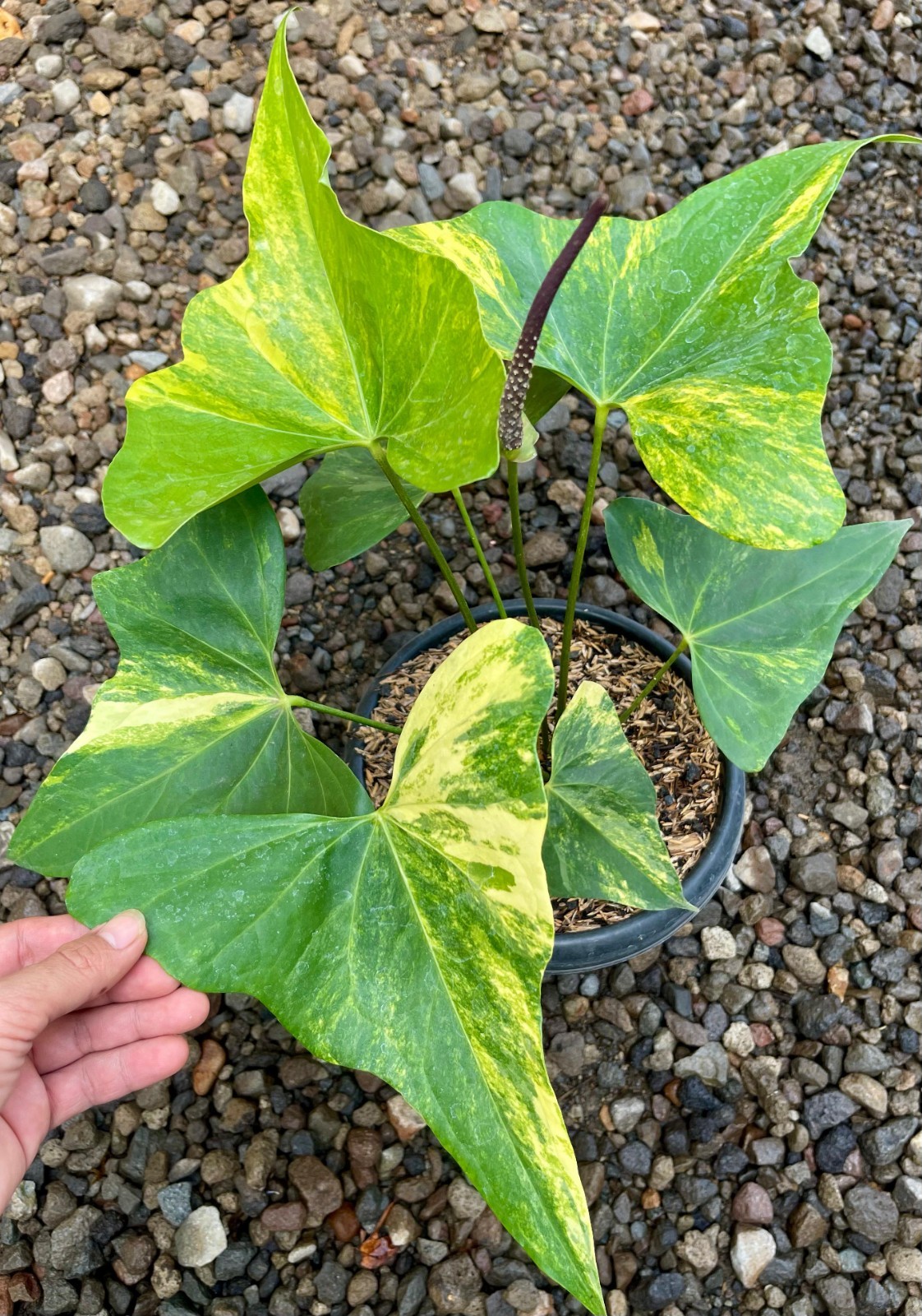 Anthurium Pterodactyl Variegated Big Size Real Picture