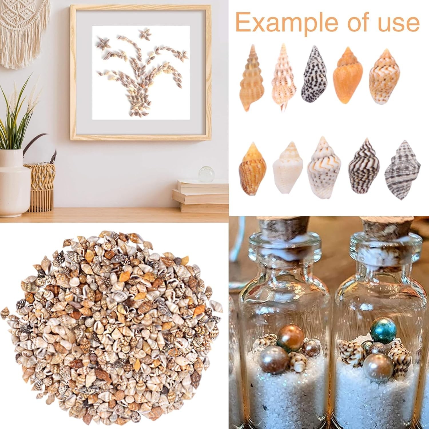 About 1000pcs Small Natural Sea Shells 1-2cm, Mixed Tiny Spiral Conch Shells Bul