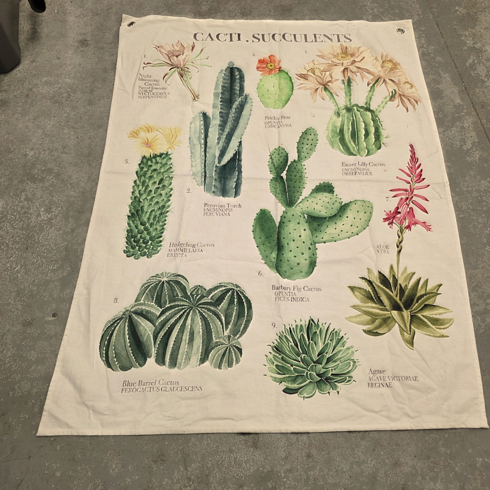 succulent plants Wall Hanging With Grommets 37x49in Approximate Decor Boho