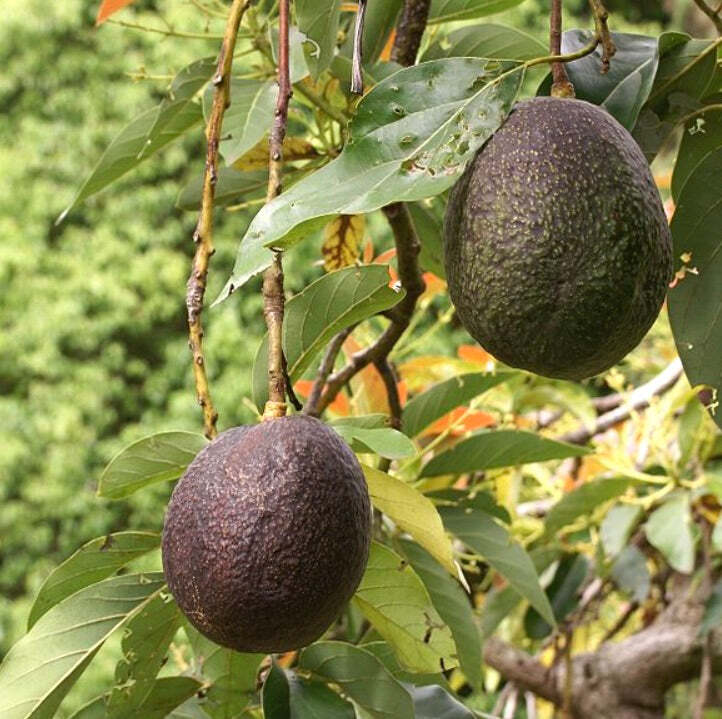 Persea americana – Avocado | Alligator Pear