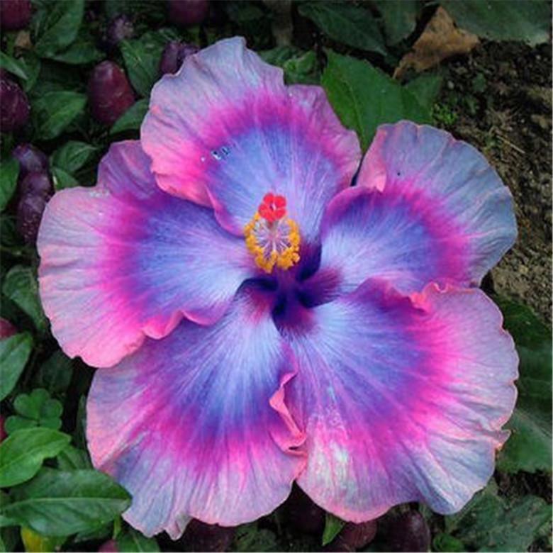 (10) HIBISCUS SEEDS perennial flower garden bed bush plant USA SELLER W/TRACK