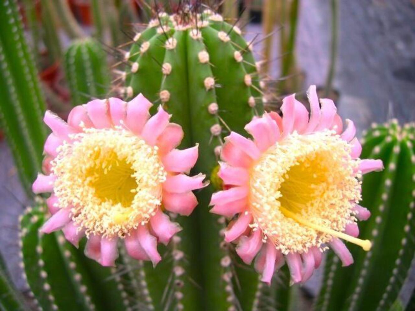 Rooksbya euphorbioides SEEDS – Euphorbia-like Cactus | Golden-spined Column Cact