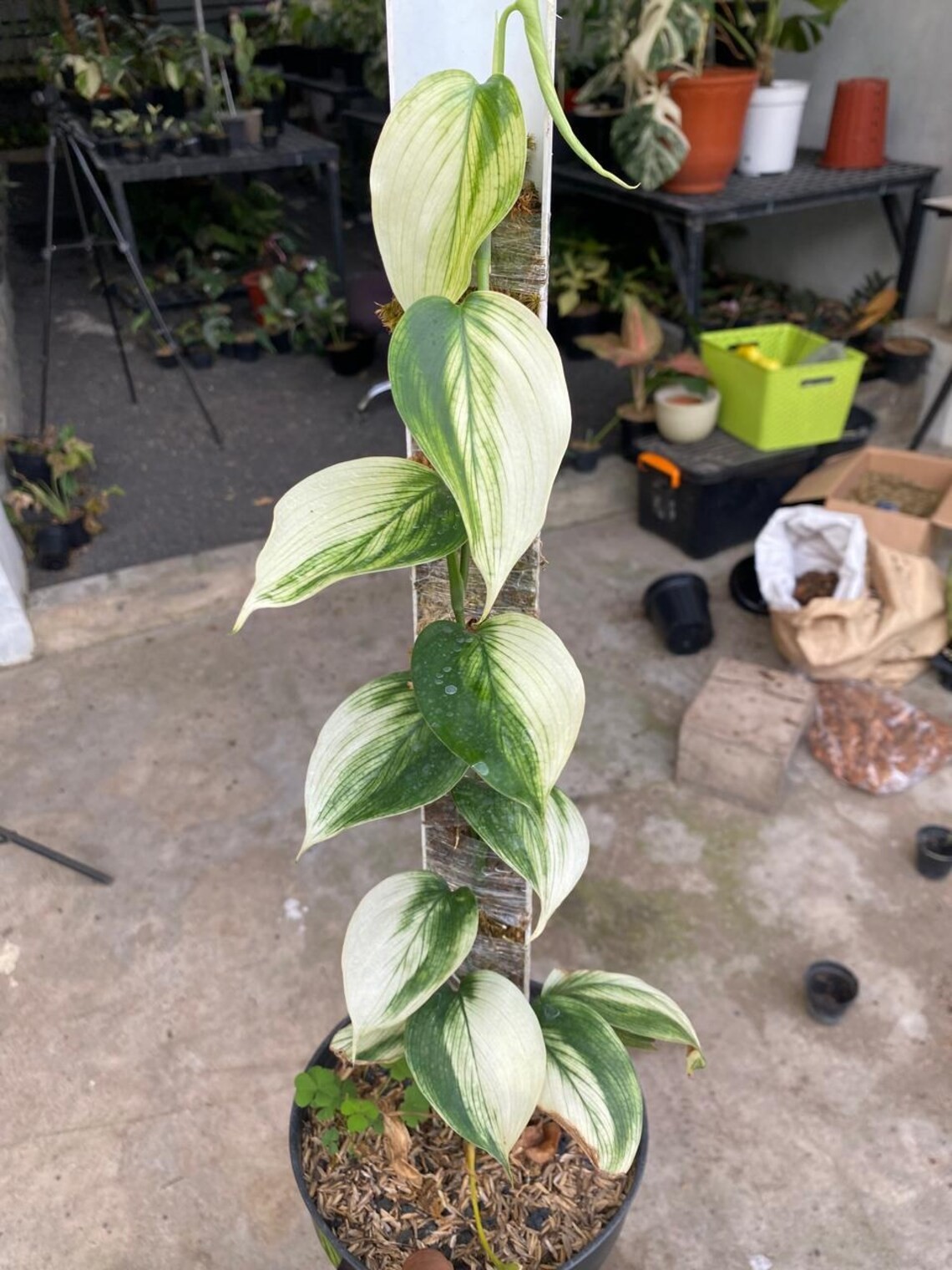 Scindapsus White Monster Real Picture Rare Plant