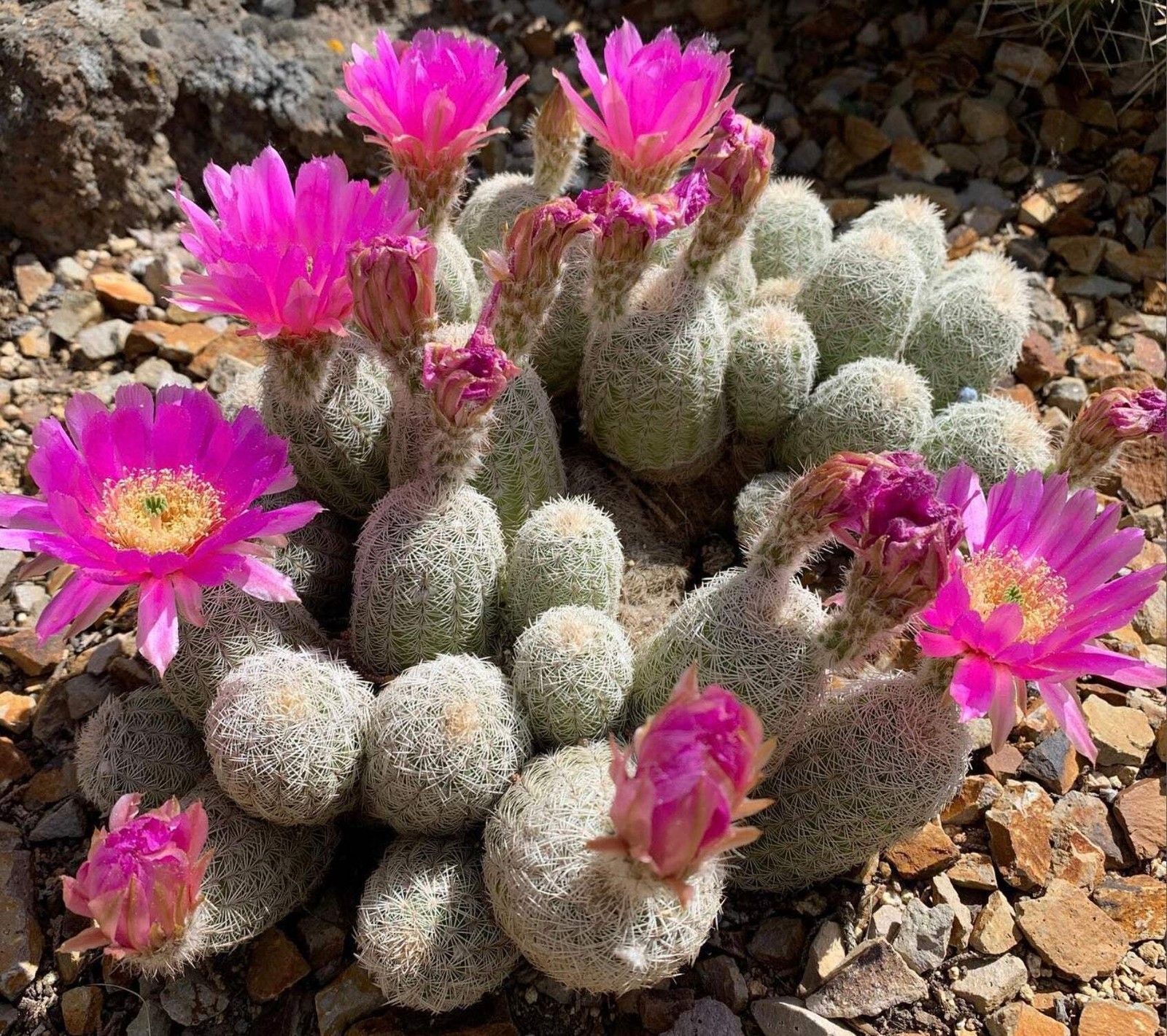 Echinocereus perbellus HK1810 SEEDS – Rare Cactus SEEDS