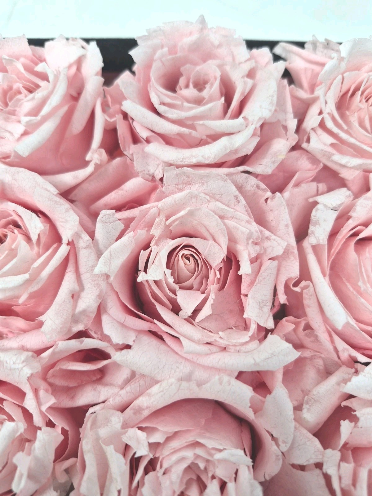 Rose Forever New York – Real Preserved 9 Pink Roses Black Square Velvet Box