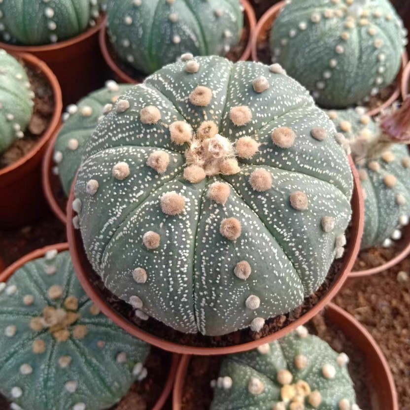 No Spine Star Cactus (Astrophytum asterias) Perfect for Home & Office Decor
