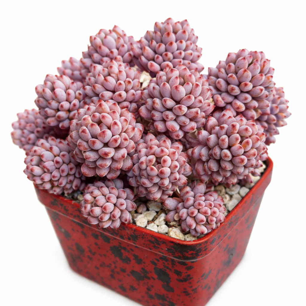 Graptopetalum pachyphyllum SEEDS – Jelly bean plant | Graptopetalum