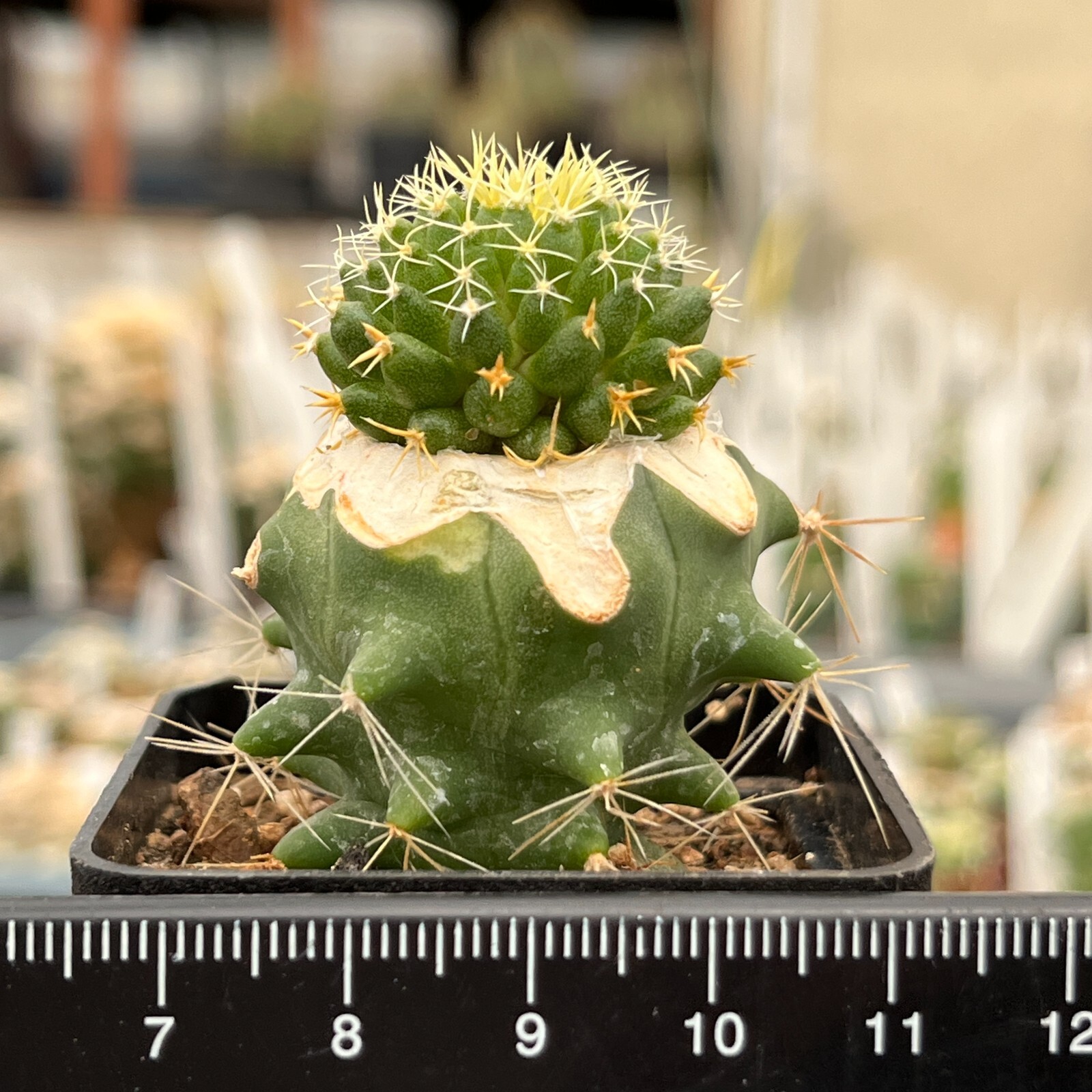 A27-1394. Mammillaria comptotricha cv. “BRV” (Grafted)