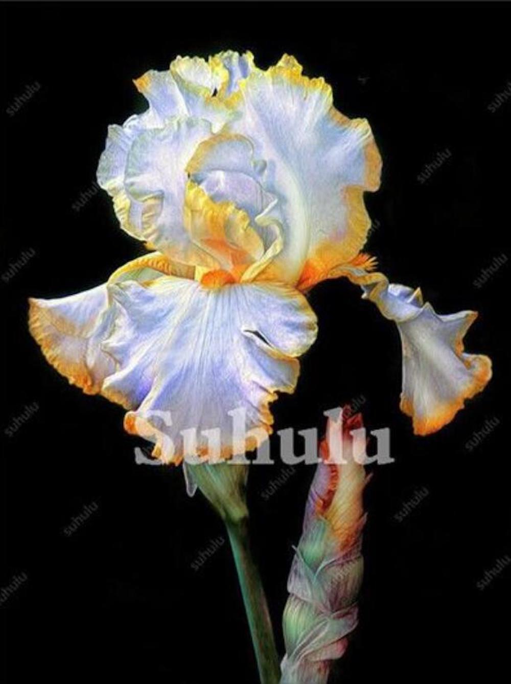 (10) IRIS SEEDS rare exotic flower home blossom garden plant USA SELLER W/TRACK