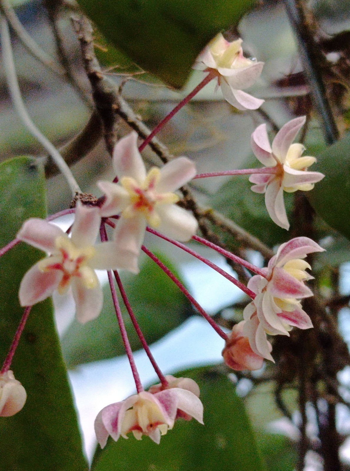 Hoya Uncinata Rare Tropical Wax Plant