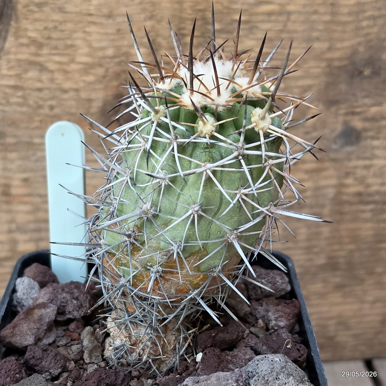 D3290 COPIAPOA HORRIDISPINA KK1713 pot10-H11-W5,5 cm MaMa Cactus