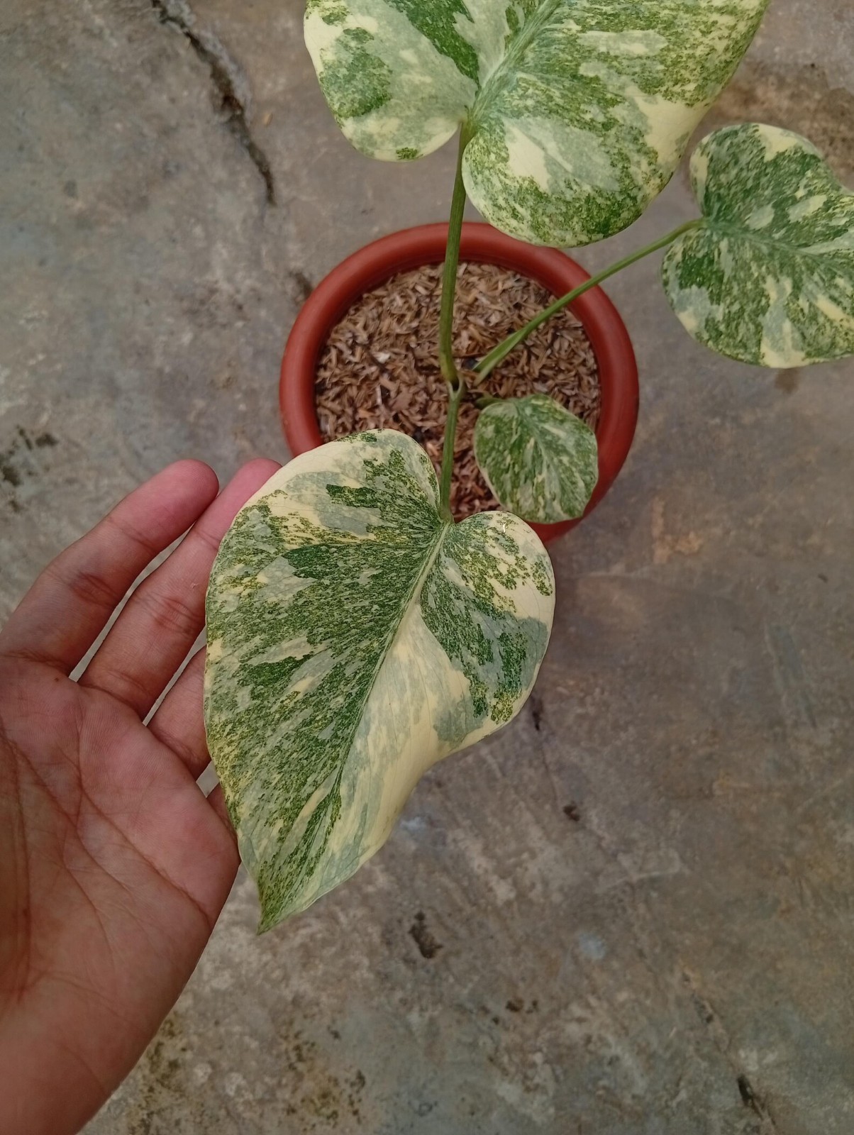 Real Picture Monstera Legacy Diamond Variegated Rare Plant