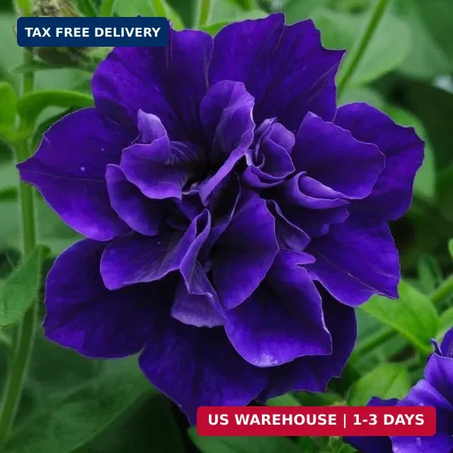 325+ Mix Petunia Flower Seeds for Planting-Petunia Hybrida Garden Flower Plant A