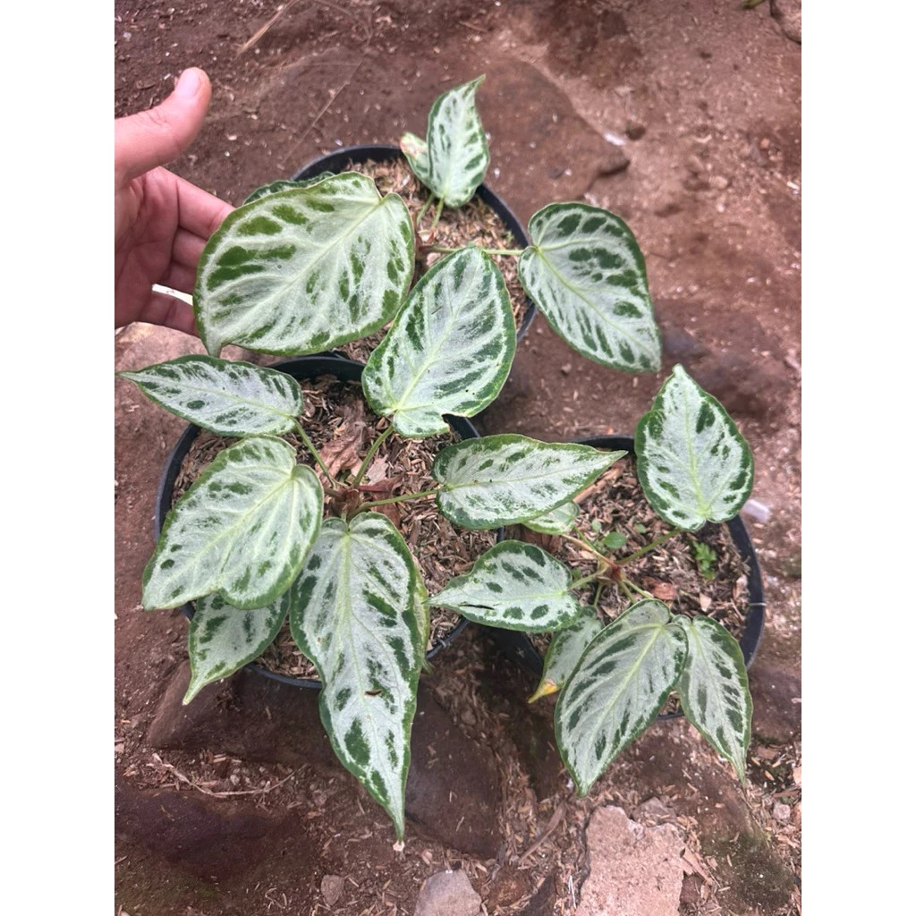 Anthurium silver Chrome Mutation Unique Live Tropical Exotic Plant Rare PL152