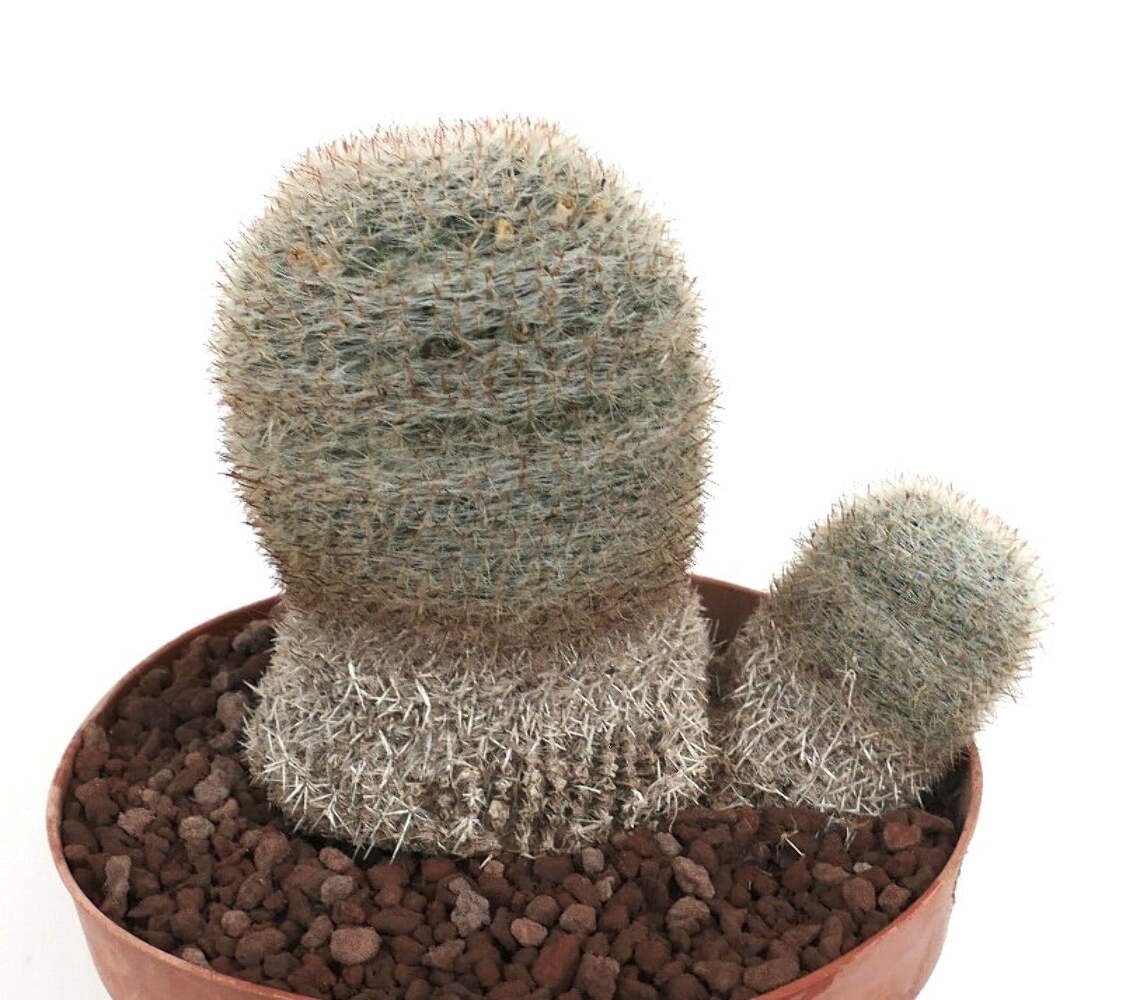 Mammillaria albilanata TWO HEADS 1001 – White woolly nipple cactus | Snowball ca