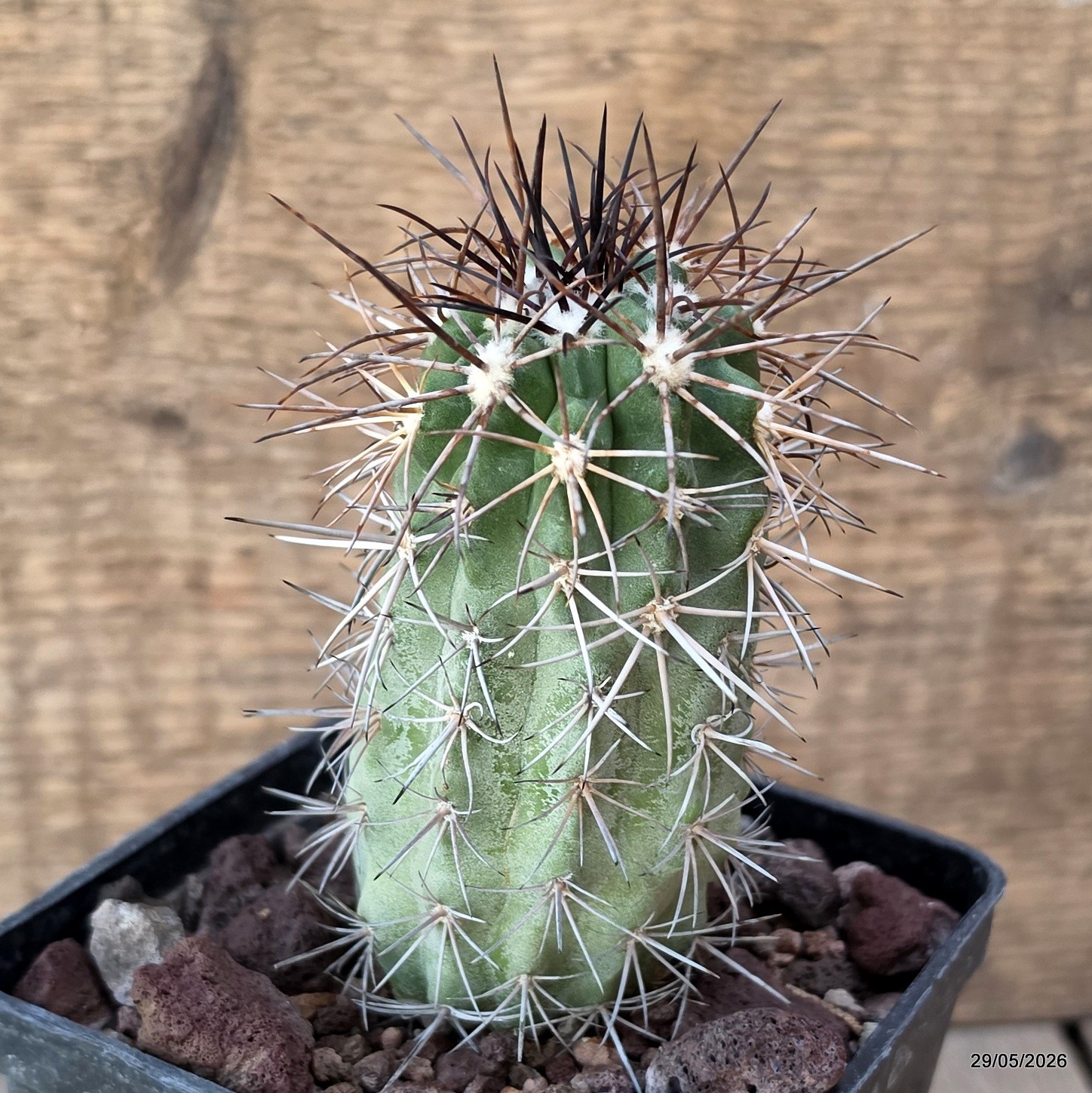 D3381 COPIAPOA GRANDIFLORA KK1067 pot10-H9-W4,5 cm MaMa Cactus