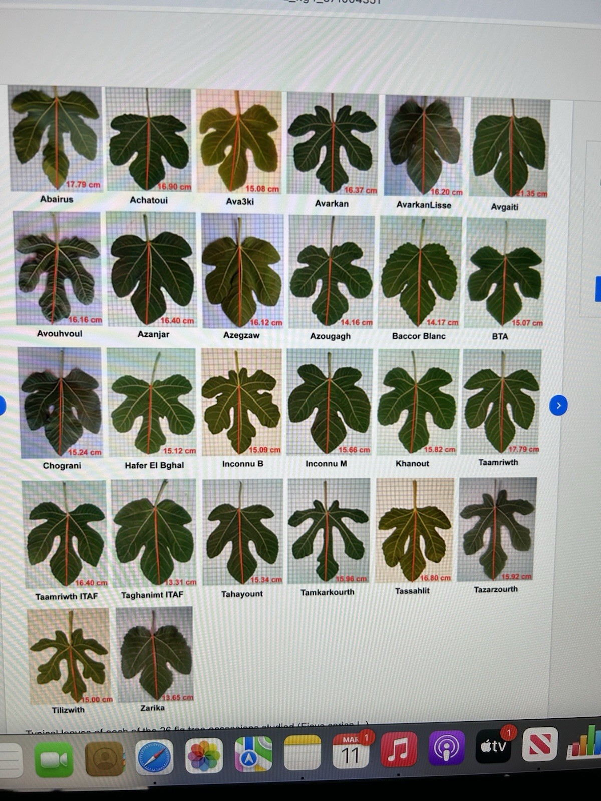 1 Ft Arborus Artificial Tree/Plant (Fig) For Home Decor. Need To Fluff