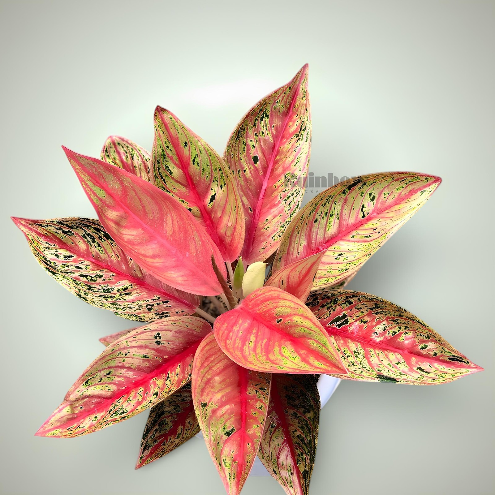 Aglaonema Red Legacy Beatiful Ornamental Plant