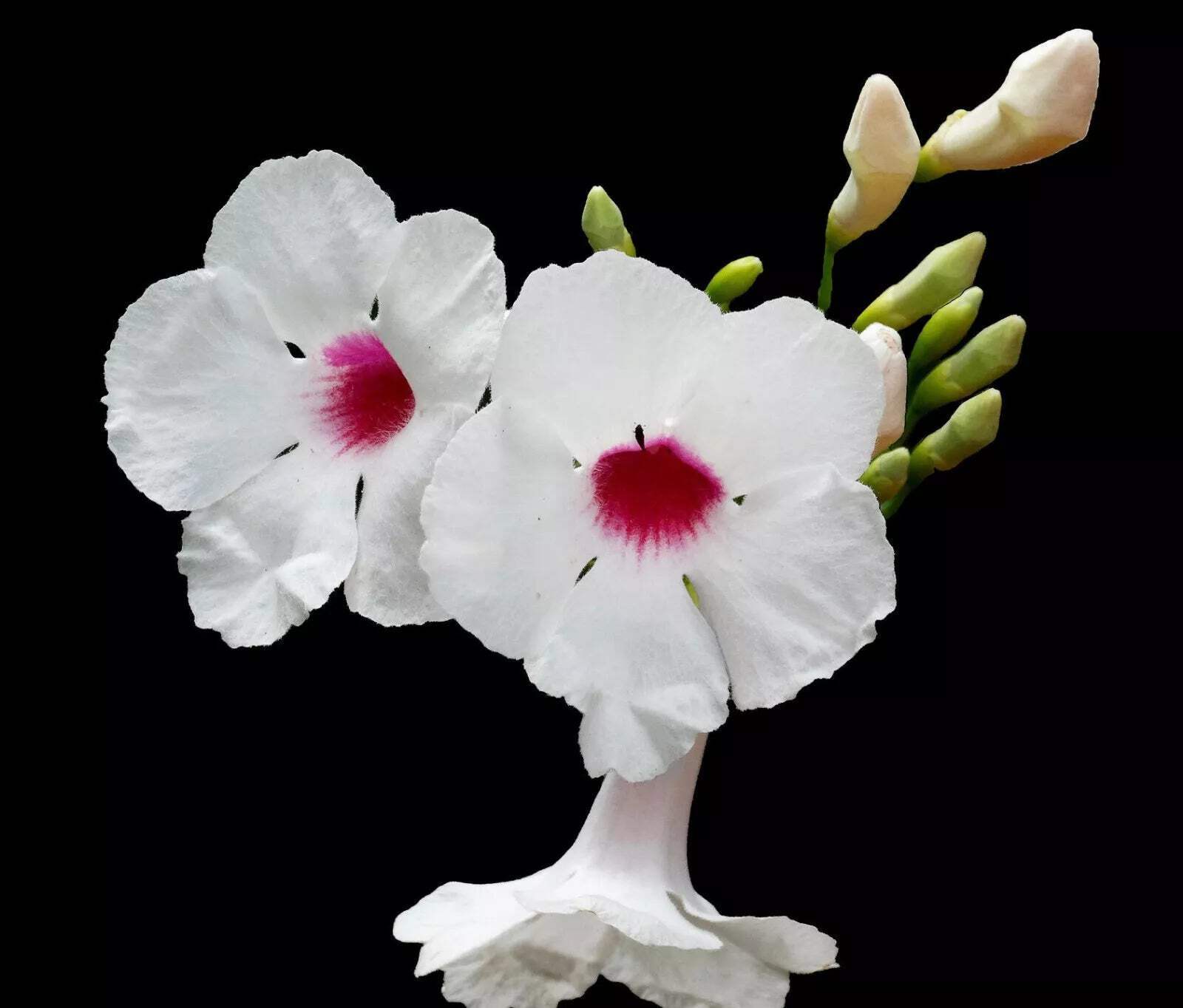 Pandorea jasminoides WHITE FLOWERS SEEDS – Bower Vine | Bower of Beauty