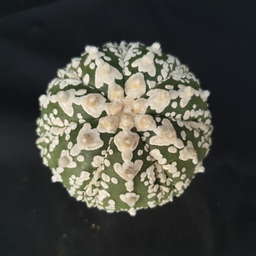 Astrophytum asterias ‘SUPER KABUTO’ seedling, seedgrown