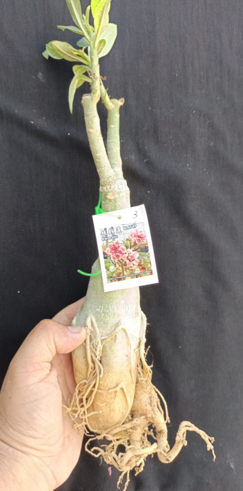 adenium plant
