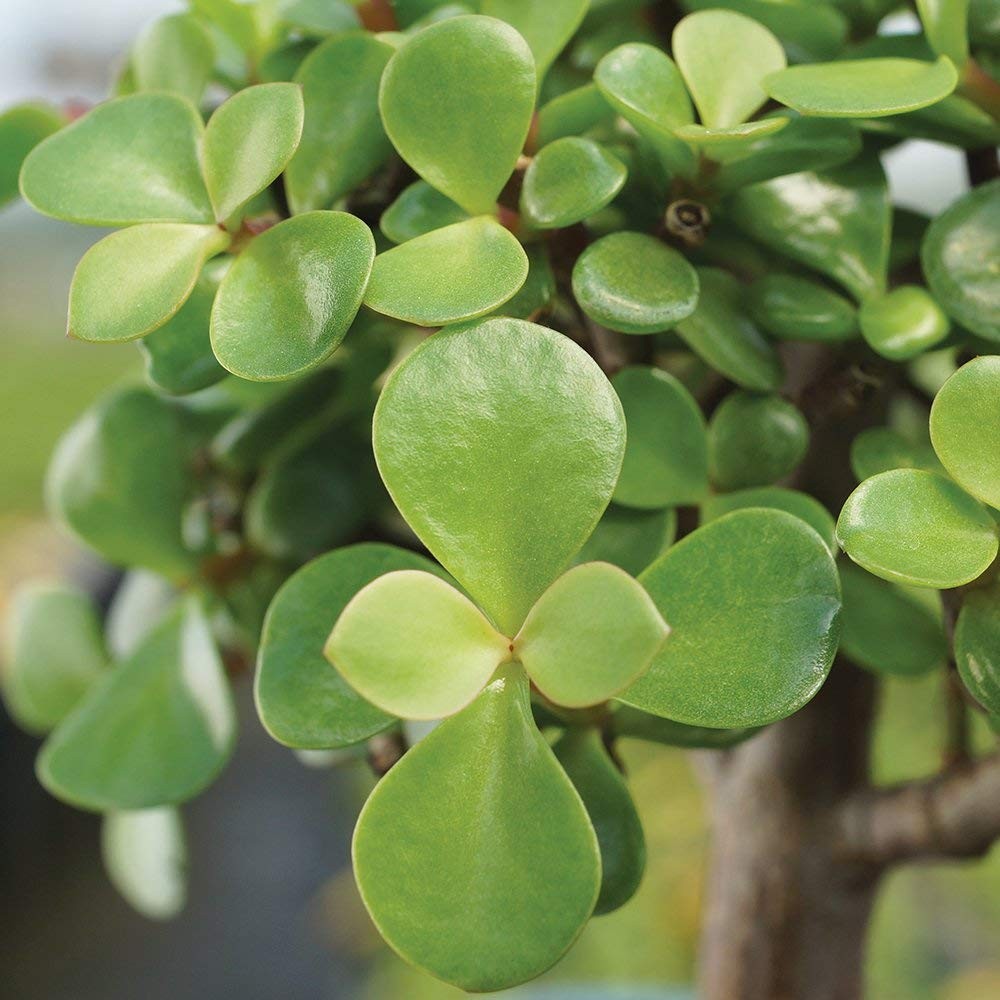 Brussel’s Bonsai – Live Dwarf Jade Tree in a Ceramic SMALL, Green
