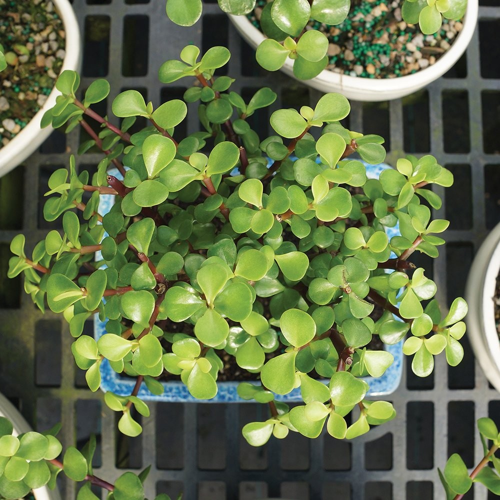 Brussel’s Bonsai – Live Dwarf Jade Tree in a Ceramic SMALL, Green