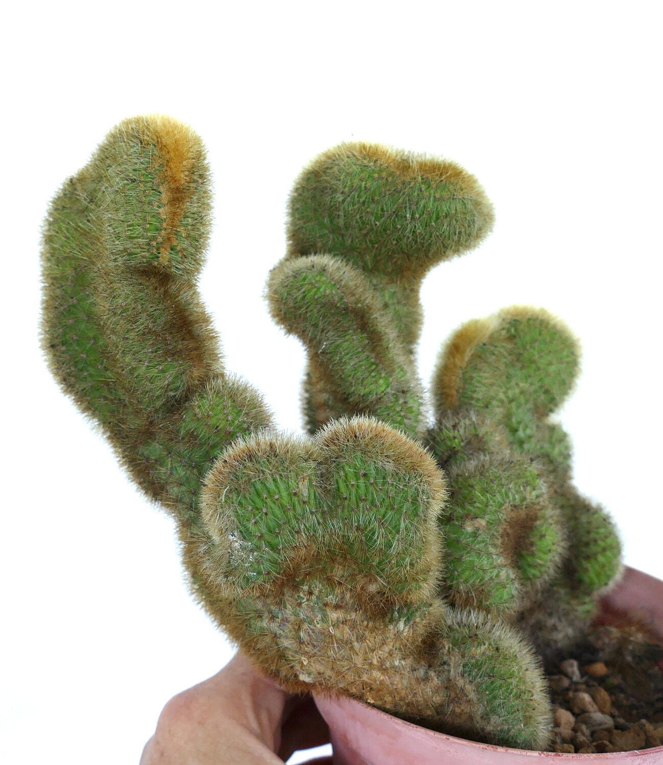 Cleistocactus parapetiensis CRESTATO – CRESTED Silver torch | Silver candle