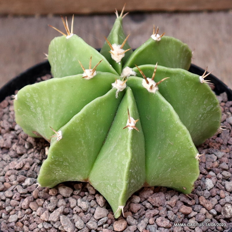A3351 ASTROPHYTUM ORNATUM pot14-H8-W10 cm MaMa Cactus