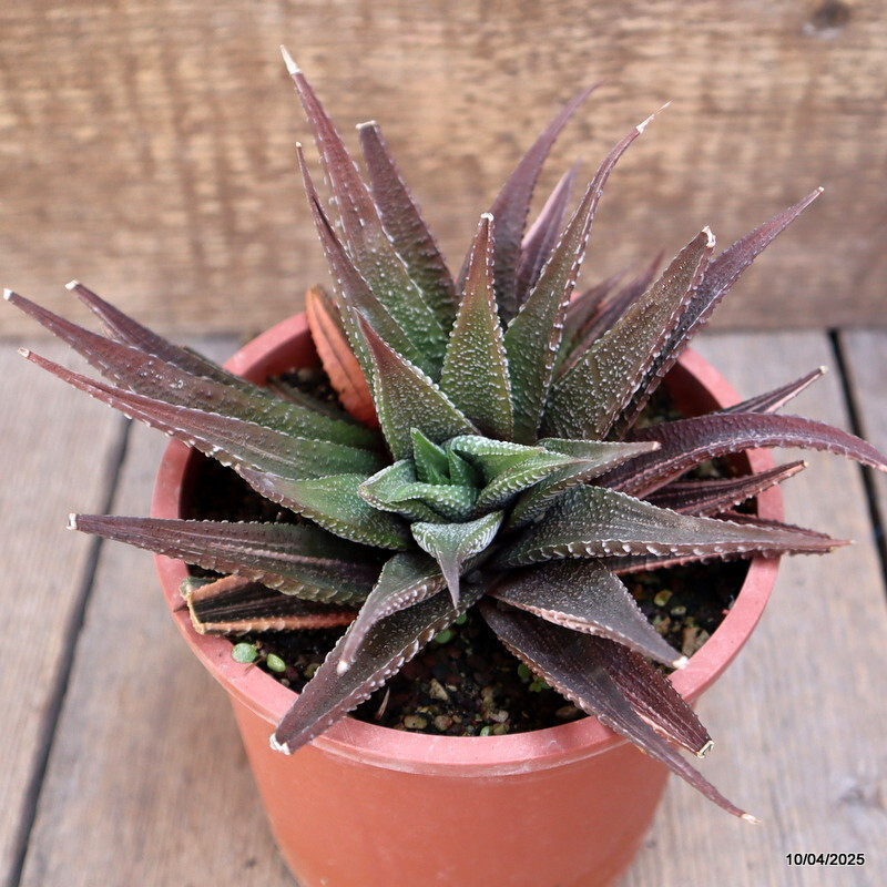 A6545 HAWORTHIA LIMIFOLIA VARIEGATED pot13-H11-W14 cm MaMa Cactus