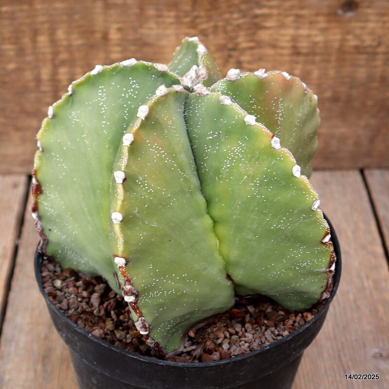 A7163 ASTROPHYTUM MYRIOSTIGMA VARIEGATED pot14-H13-W15 cm MaMa Cactus