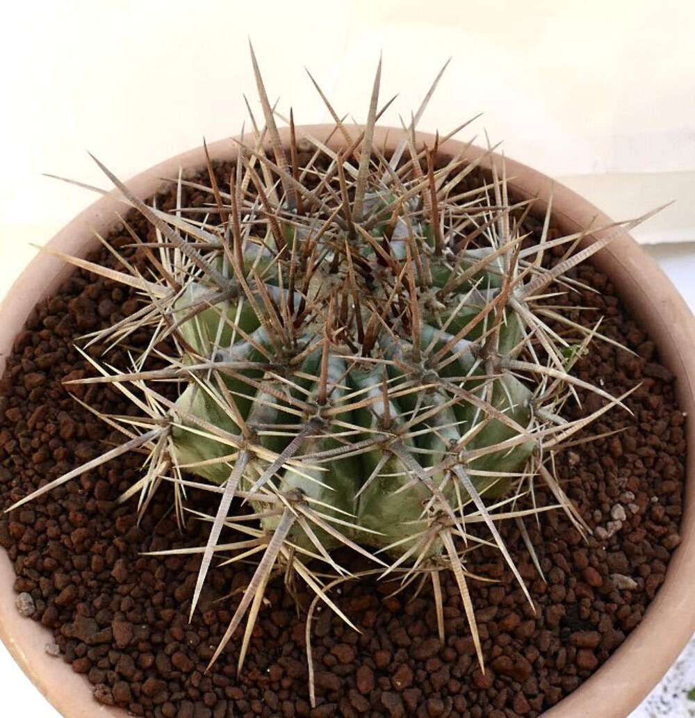 Echinocactus ingens 18cm diameter STRONG SPINES – Mexican giant cactus | Giant b