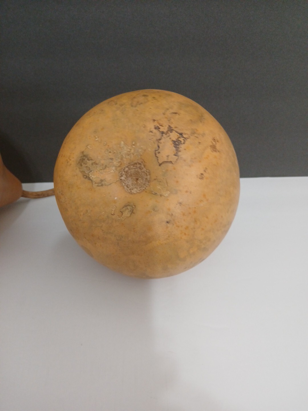 Organic Natural Calabash With Seeds Decorative Pieces 2