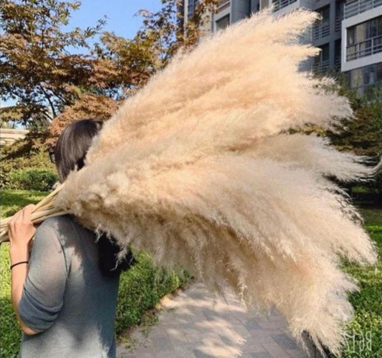 XL Pampas Grass 48”Inch 10 Stems Natural Decor Tall Boho Home Wedding