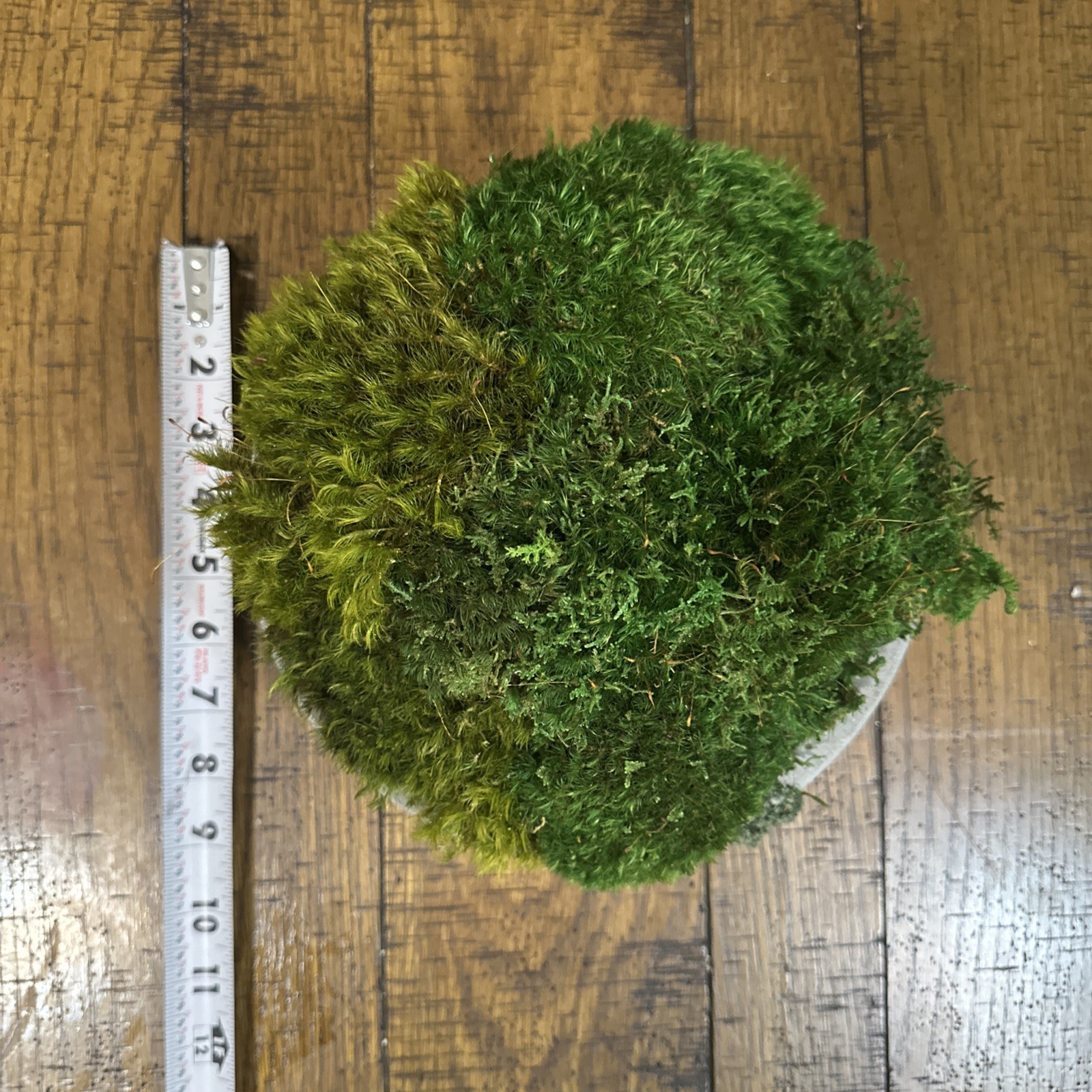 Preserved Moss Green Accent Bowl Table Design Arrangement Interior Garden Decor