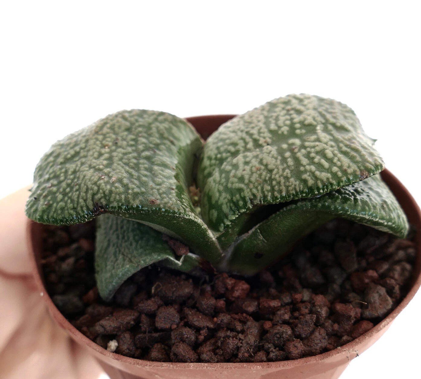 Gasteria armstrongii WHITE PEARL THICK LEAVES (DE LONGHI) – Dwarf Gasteria | Arm