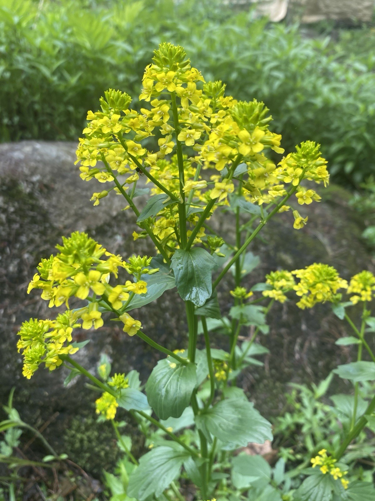 Native Maine Yellow Rocket Cress
