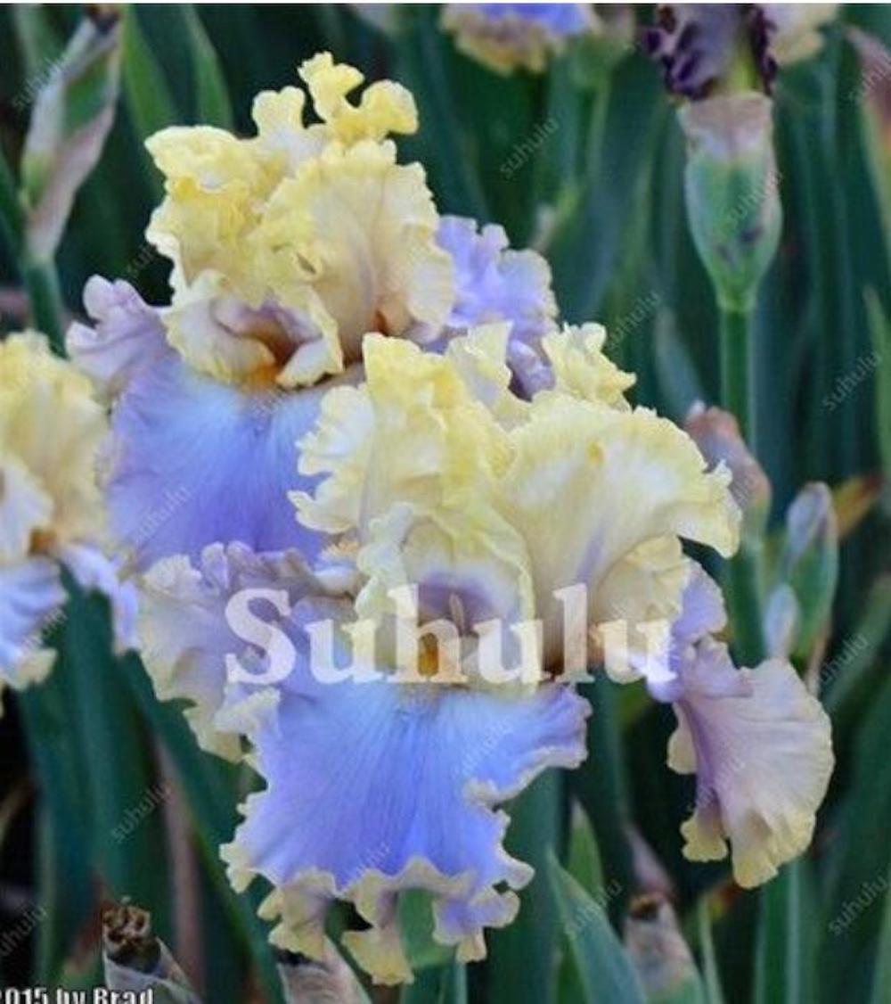 (10) IRIS SEEDS rare exotic flower home blossom garden plant USA SELLER W/TRACK